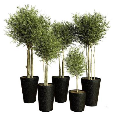 绿植盆栽
